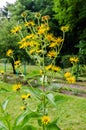 Elecampane, Inula helenium