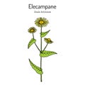 Elecampane inula helenium , or horse-heal, or elfdock, medicinal plant Royalty Free Stock Photo