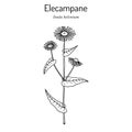 Elecampane inula helenium , or horse-heal, or elfdock, medicinal plant Royalty Free Stock Photo