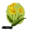 Elecampane isolated digital art illustration. Inula helenium, horse-heal elfdock, widespread plant species in sunflower