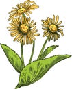 Elecampane isolated vector illustration. Inula helenium, horse-heal elfdock, widespread plant species in sunflower family