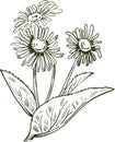 Elecampane isolated vector illustration. Inula helenium, horse-heal elfdock, widespread plant species in sunflower family