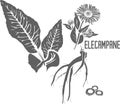 Elecampane officinalis vector illustration