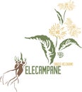 Elecampane plant silhouette in color image vector illustration Royalty Free Stock Photo