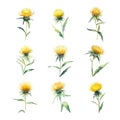 elecampane.Watercolor set of yellow thistle flowers.