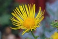 Elecampane yellow flower in close up Royalty Free Stock Photo