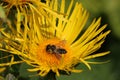 Elecampane yellow flower in close up with a solitary bee Royalty Free Stock Photo