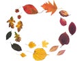 Selection isolated yellow, orange, red, purple, pink, and green fallen leaves from many trees.  Arranged in a circular border Royalty Free Stock Photo