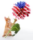 Election and voting concept. A funny ginger kitten stands and holds in its paws an unusual American flag made of a dahlia flower