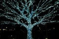 Electirified Christmas Tree At Night