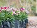 Elective focus decorate flower in the garden