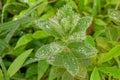 Elective focus on fresh rain water drops on wild shrubs at Lavasa maharashtra Royalty Free Stock Photo
