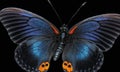 Electric blue butterfly on black background in macro photography Royalty Free Stock Photo