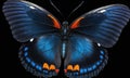 Electric blue butterfly on black background in macro photography Royalty Free Stock Photo