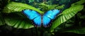 Electric blue butterfly perched on a green leaf, pollinating terrestrial plant Royalty Free Stock Photo