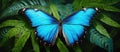 Electric blue Butterfly perched on a lush green leaf Royalty Free Stock Photo
