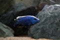 Electric Blue cichlid swimming in freshwater aquarium. Sciaenochromis fryeri is an African cichlid in Cichlidae family.