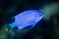 electric blue damselfish damsel fish Royalty Free Stock Photo