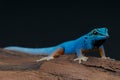 Electric blue gecko