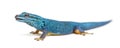 Electric blue gecko licking its lips, Lygodactylus williamsi Royalty Free Stock Photo