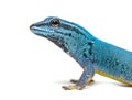 Electric blue gecko looking at the camera Royalty Free Stock Photo