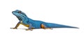 Electric blue gecko looking at the camera Royalty Free Stock Photo