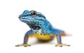 Electric blue gecko looking at the camera Royalty Free Stock Photo