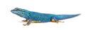 Electric blue gecko, Lygodactylus williamsi, isolated Royalty Free Stock Photo