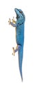 Electric blue gecko, Lygodactylus williamsi, isolated Royalty Free Stock Photo