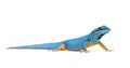 Electric blue gecko, Lygodactylus williamsi, isolated Royalty Free Stock Photo