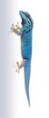 Electric blue gecko, Lygodactylus williamsi, isolated Royalty Free Stock Photo
