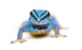 Electric blue gecko, Lygodactylus williamsi, isolated Royalty Free Stock Photo