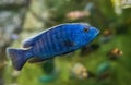 The electric blue hap (Sciaenochromis ahli) in aquarium in Thailand