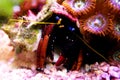 Electric Blue Hermit Crab Calcinus elegans Royalty Free Stock Photo