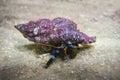 Electric Blue Hermit Crab