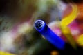 Macro eye of Electric Blue Hermit Crab - Calcinus elegans Royalty Free Stock Photo