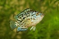 Electric blue jack dempsey cichlid aquarium fish	 Nandopsis Octofasciatum Royalty Free Stock Photo