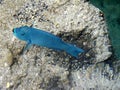 An electric blue parrotfish, swimming close to a rock Royalty Free Stock Photo