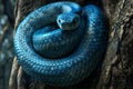 Electric blue snake coils on tree branch, a fascinating organism in wildlife