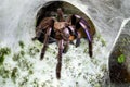 Electric Blue Tarantula. Chilobrachys sp.