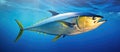 Electric blue yellowfin tuna glides through underwater fluid Royalty Free Stock Photo