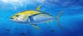 Electric blue yellowfin tuna gliding through fluid water Royalty Free Stock Photo