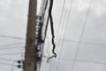 Electric cable drop down from electric pole