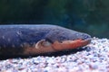 Electric eel