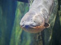 Electric eel also known as Electrophorus electricus fish Royalty Free Stock Photo