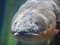 Electric eel also known as Electrophorus electricus fish Royalty Free Stock Photo