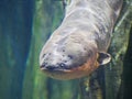 Electric eel also known as Electrophorus electricus fish Royalty Free Stock Photo