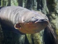 Electric eel also known as Electrophorus electricus fish Royalty Free Stock Photo