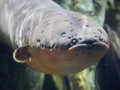 Electric eel also known as Electrophorus electricus fish Royalty Free Stock Photo