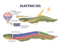 Electric eel anatomy as fish structure with inner organs outline diagram